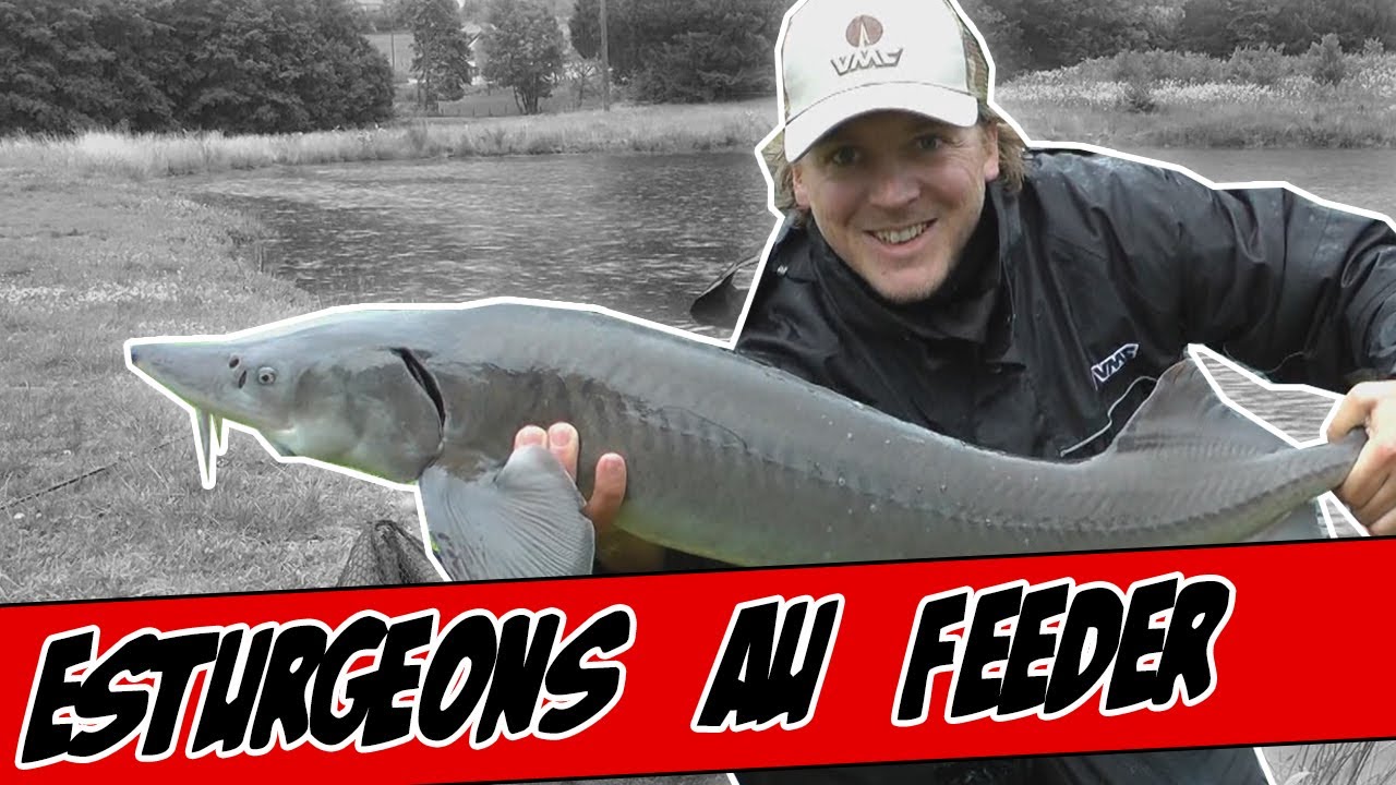 Pêche de l'esturgeon au feeder