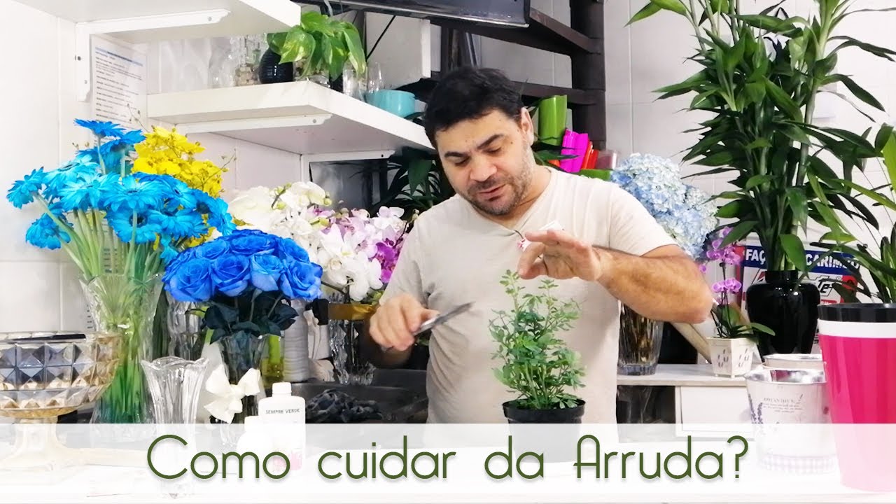 Como cuidar da Arruda? #arruda #plantas #plantas #flores