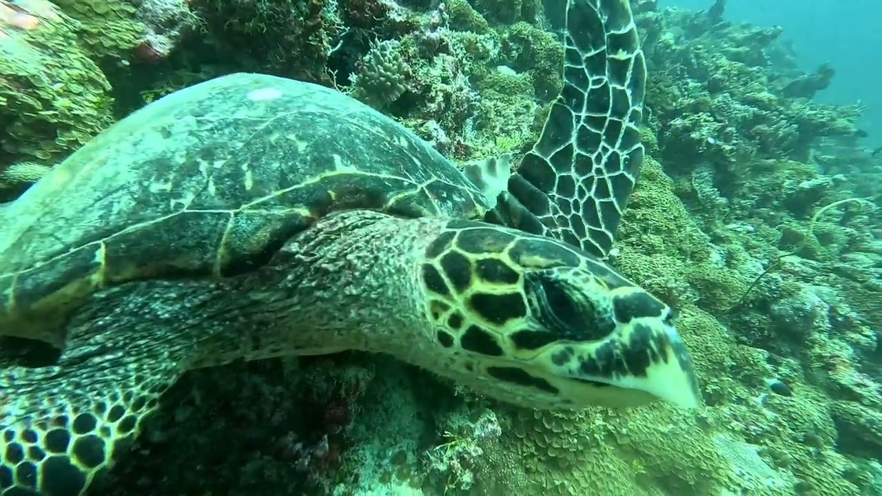 Underwater Wonders around Thulusdhoo. 