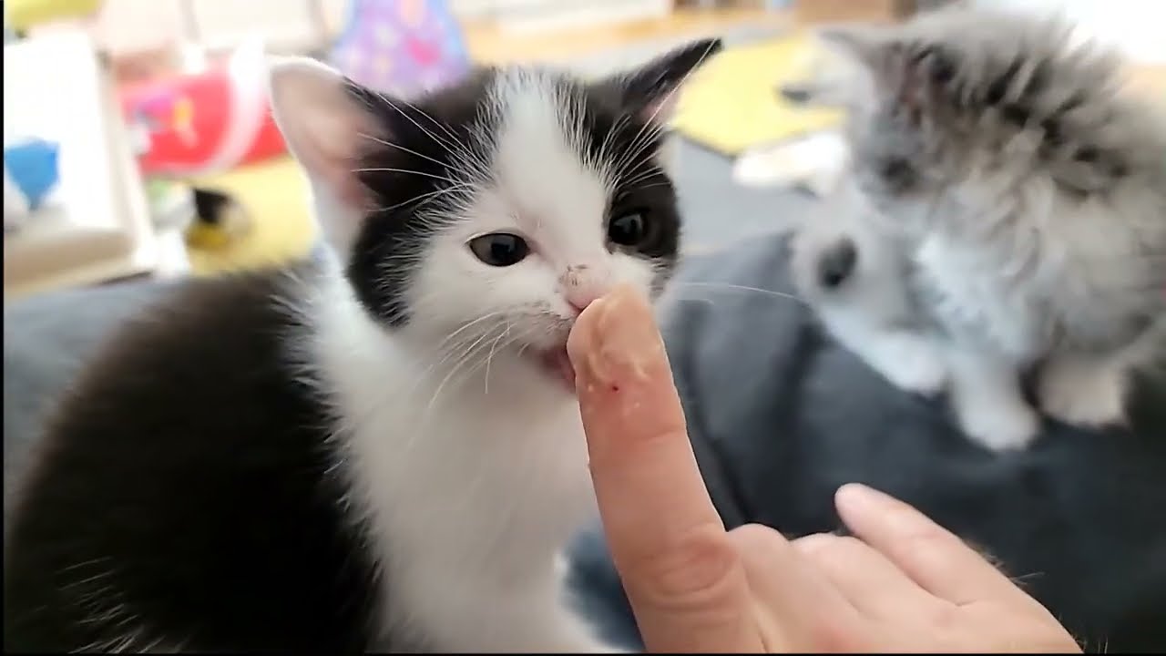 2024-05-16 Micro: Baby Food for Kittens!