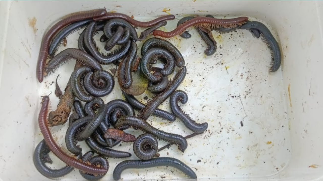 Hunting millipede kaki seribu part 10