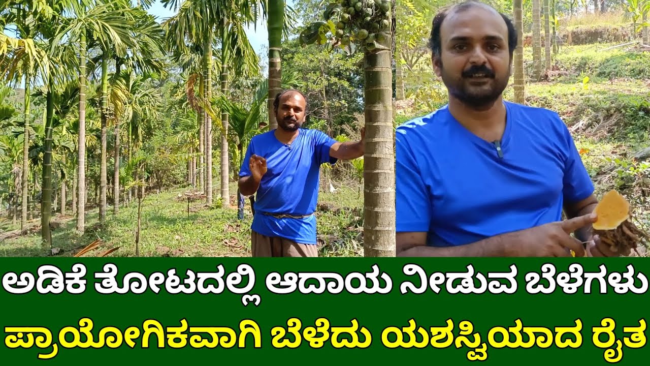 ಅಡಿಕೆ ತೋಟದಲ್ಲಿ ಆದಾಯ ನೀಡುವ ಅಧ್ಬುತ ಬೆಳೆಗಳು | Intercropping in arecanut | arecanut farming in kannada