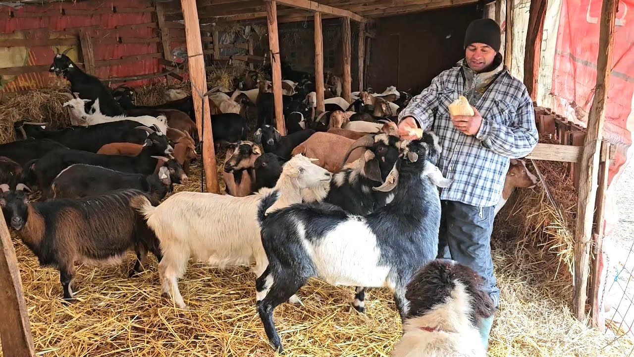 CU CE HRANESTE GEORGICA CAPRELE,PE TIMP DE IARNA,LA STANA.