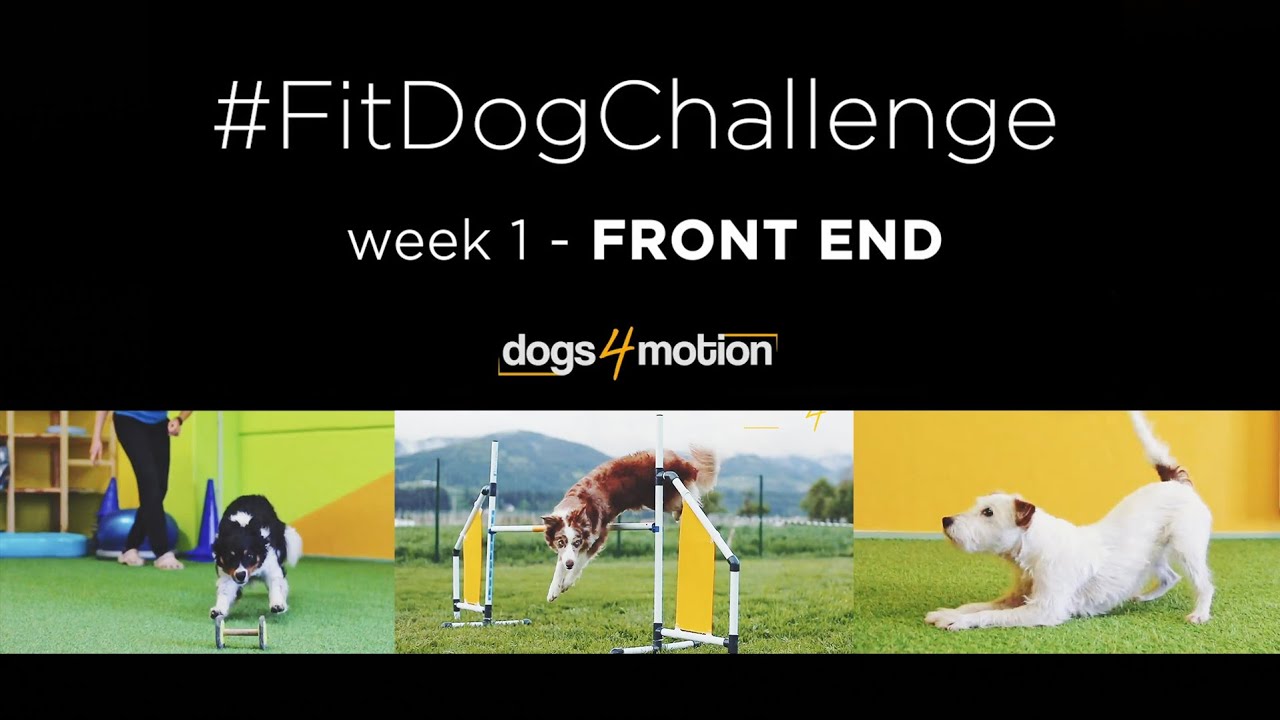 𝐓𝐡𝐞 𝐝𝐨𝐠'𝐬 𝐟𝐫𝐨𝐧𝐭 𝐞𝐧𝐝: Its role in activities and dog fitness exercises for strengthening