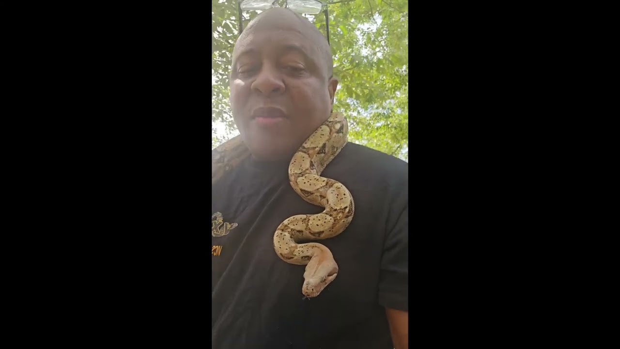 Taking Apollo(my Hog Island Boa) out for some Spring fresh air.
