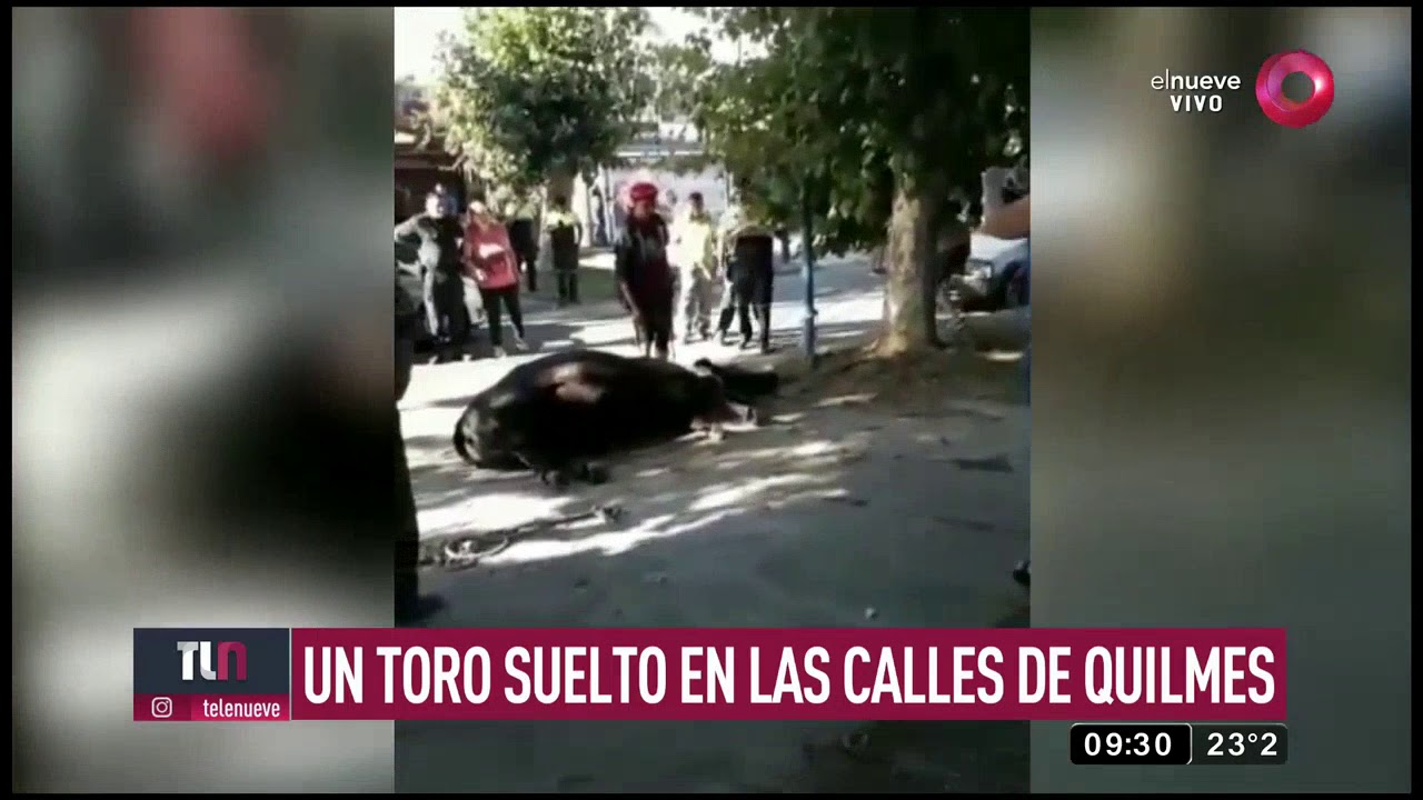 Un toro suelto en las calles de Quilmes