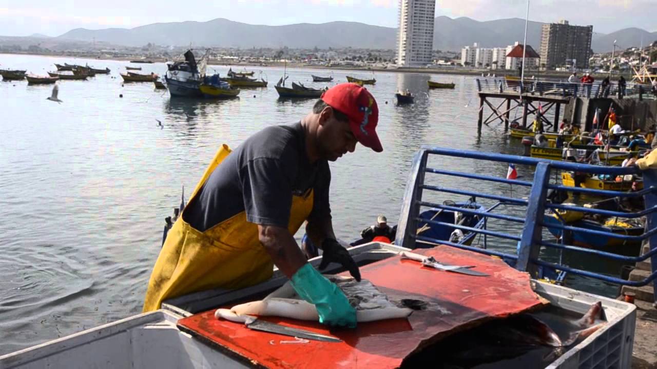 La Caleta de pescadores de Coquimbo 1