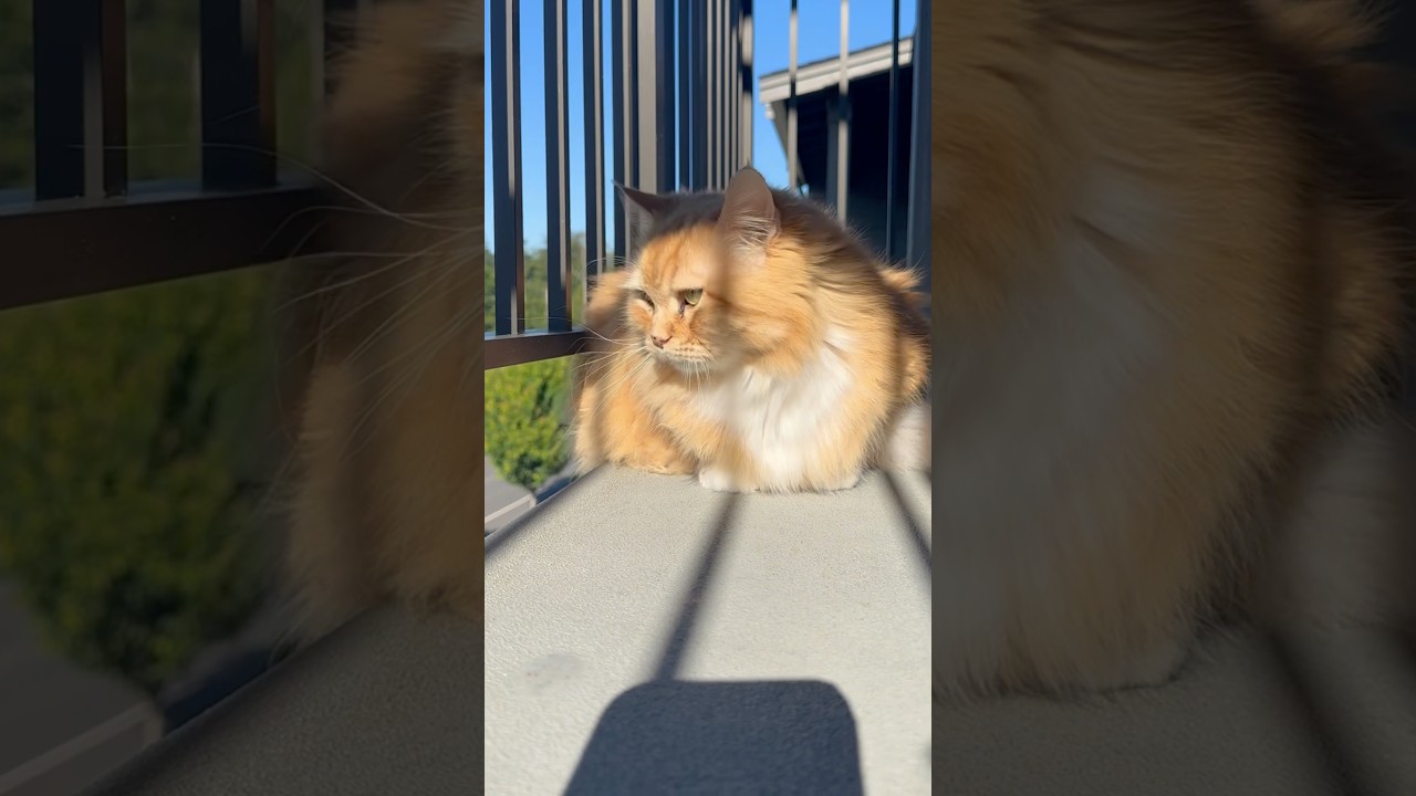 Cat balcony safety ideas