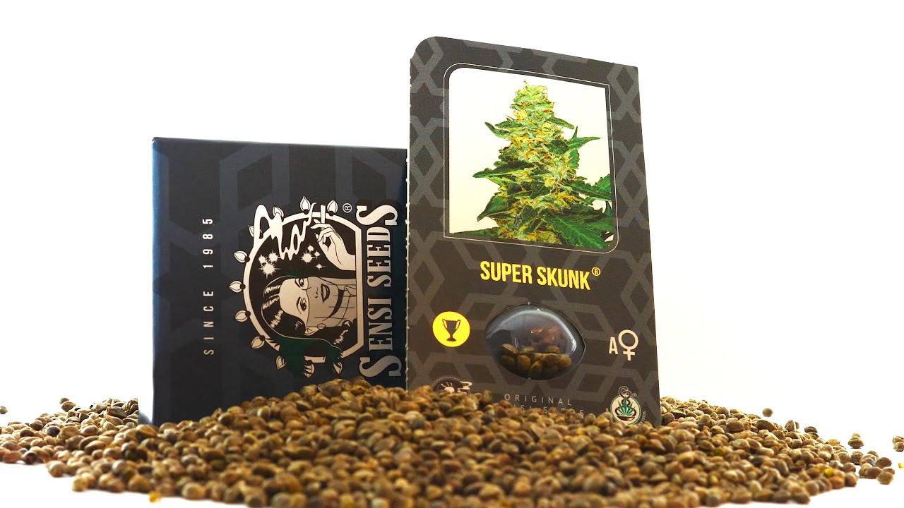 The 5 best autoflowering seeds from Sensi Seeds