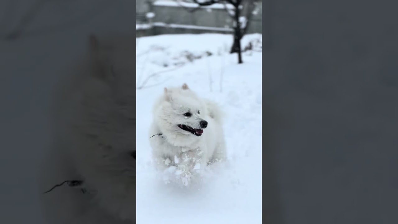 Heyecanlı bekleyişin sonu 🐾❄️🤍