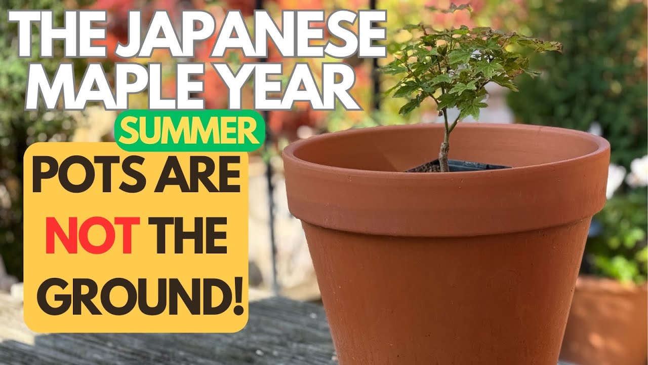 Japanese Maples:  Pots are not the ground!