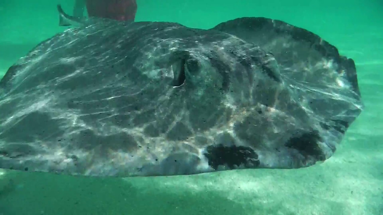 Antigua Excursion - Kayak and Stingray Snorkel Adventure