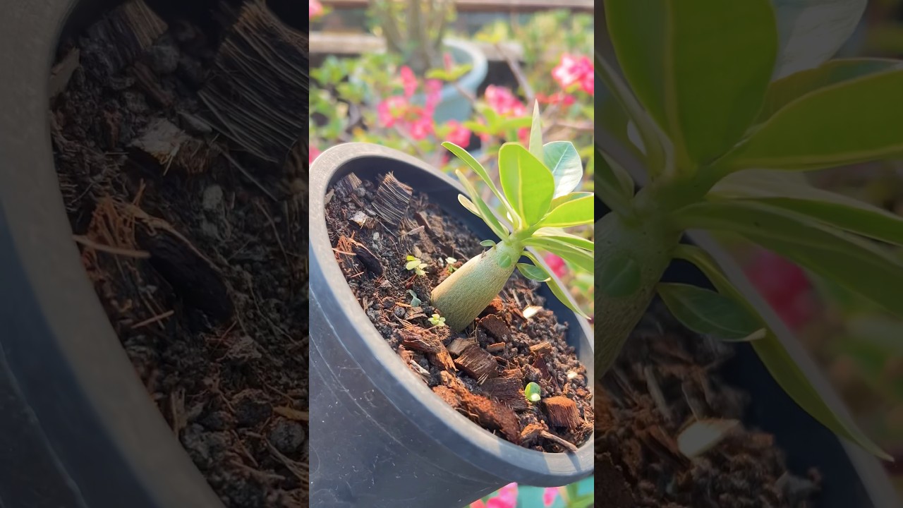 Desert Rose Adenium Baby Plant Winter Circumstance #desertrose #adenium #adeniumplant