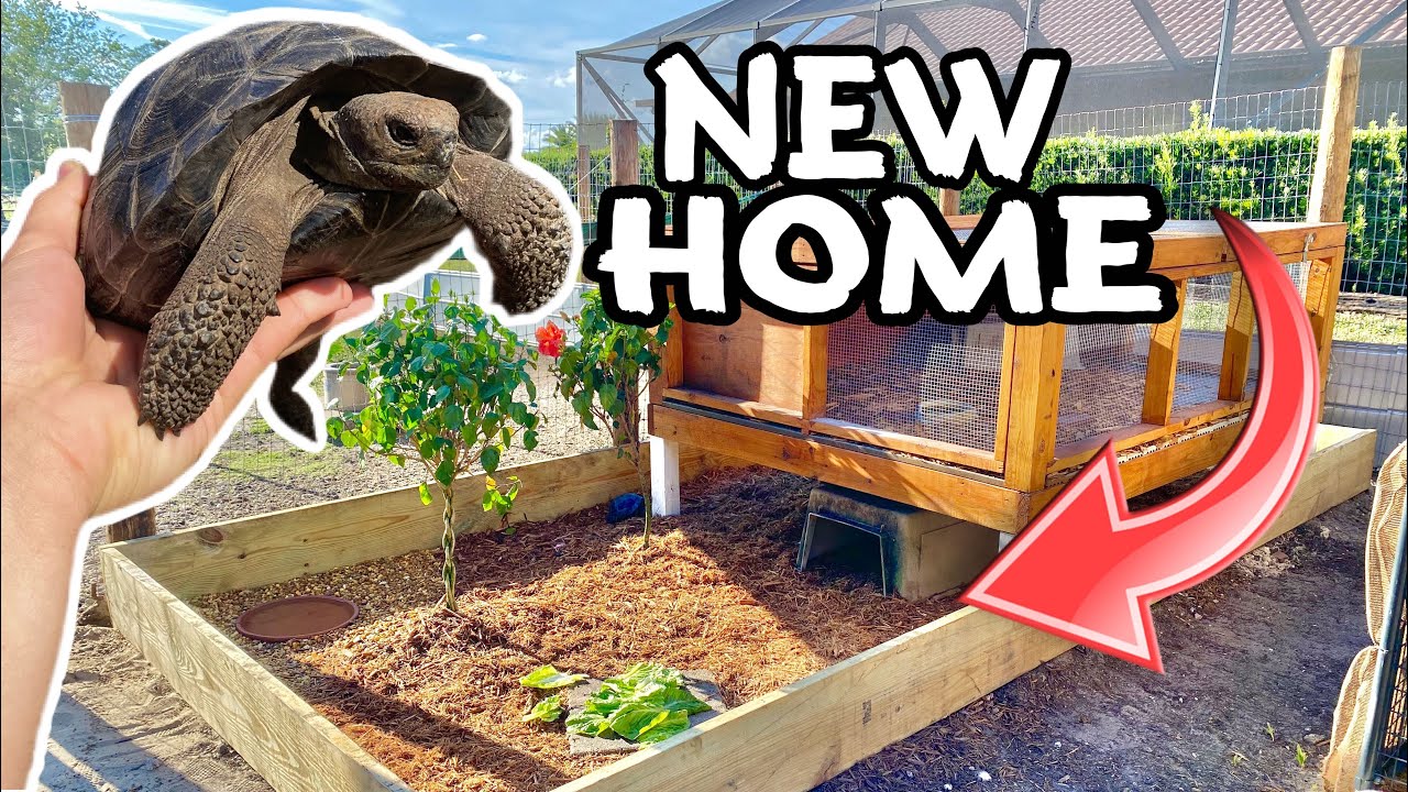 NEW HOME for BABY GALAPAGOS TORTOISE !