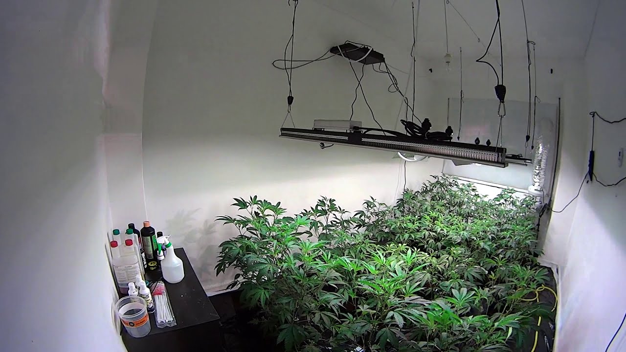 LED and CMH grow