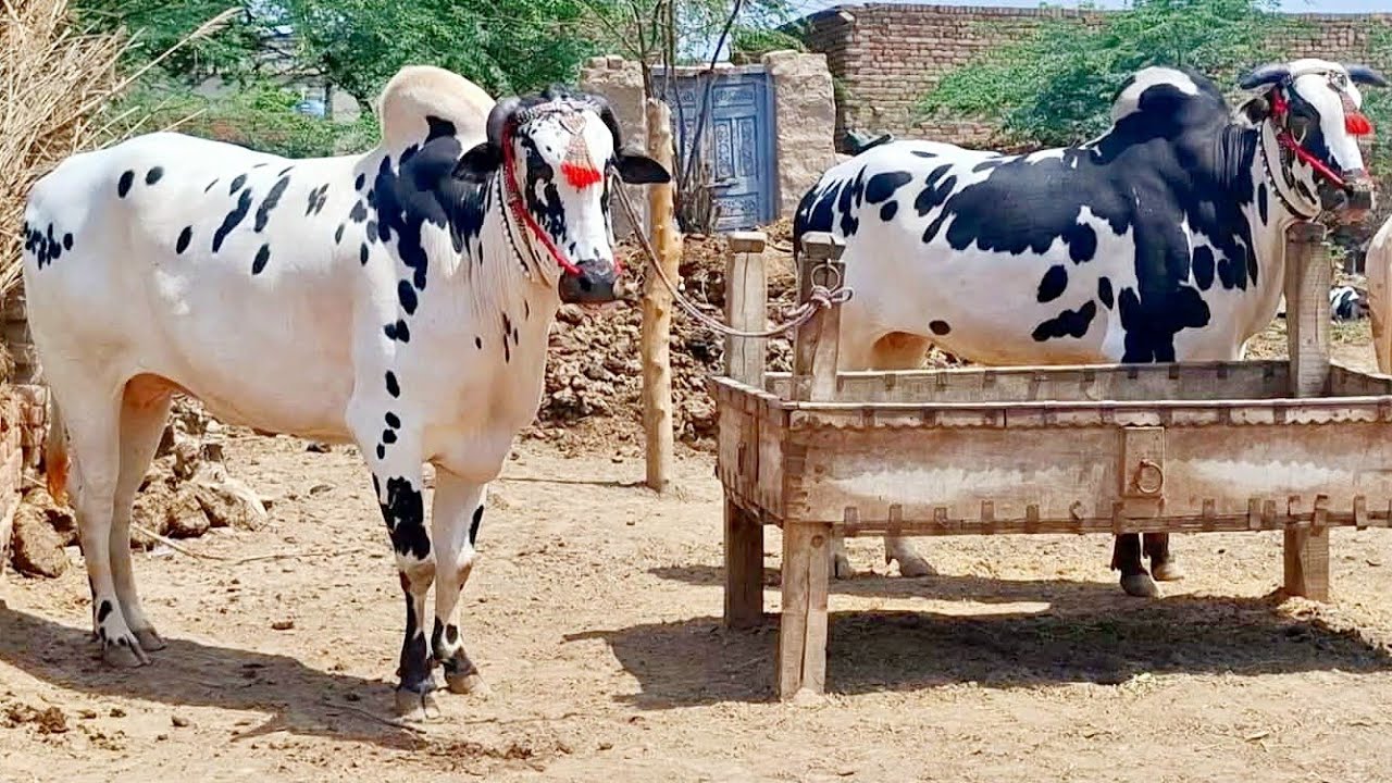 Bull powered village lifestyle in punjab| Beautiful bulls for sale | Traditional and old punjab