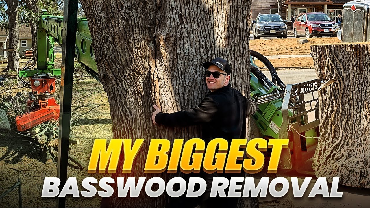My Biggest Basswood Removal!