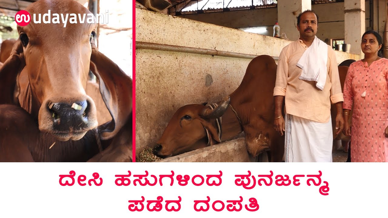 Desi ಹಸುಗಳಿಂದ ಪುನರ್ಜನ್ಮ ಪಡೆದ ದಂಪತಿ | A2 Gir Cow farm by Couple | Success Story of Dairy Farming