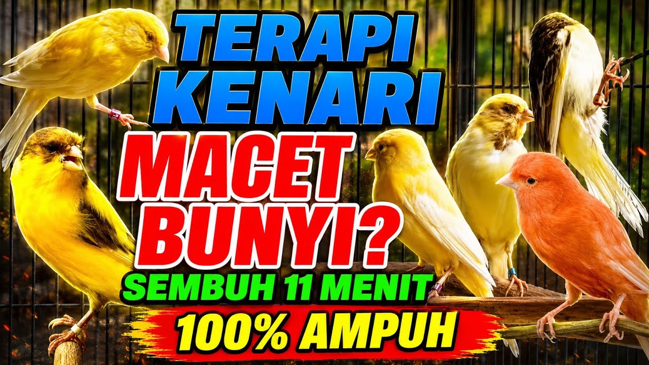 TERAPI RELAKSASI KENARI: Suara Merdu untuk Relaksasi Kenari Ombyokan, Kenari paud langsung ngriwik