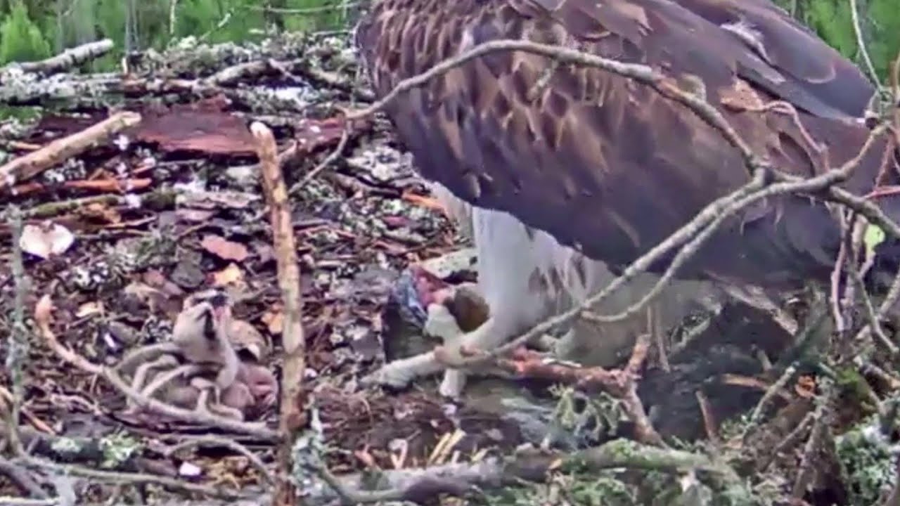 Kolakotkas 2 ~Welcome Little Osprey #3 🐣 congrats to Ivo & Iiris  ~5:18 AM 2021/05/26