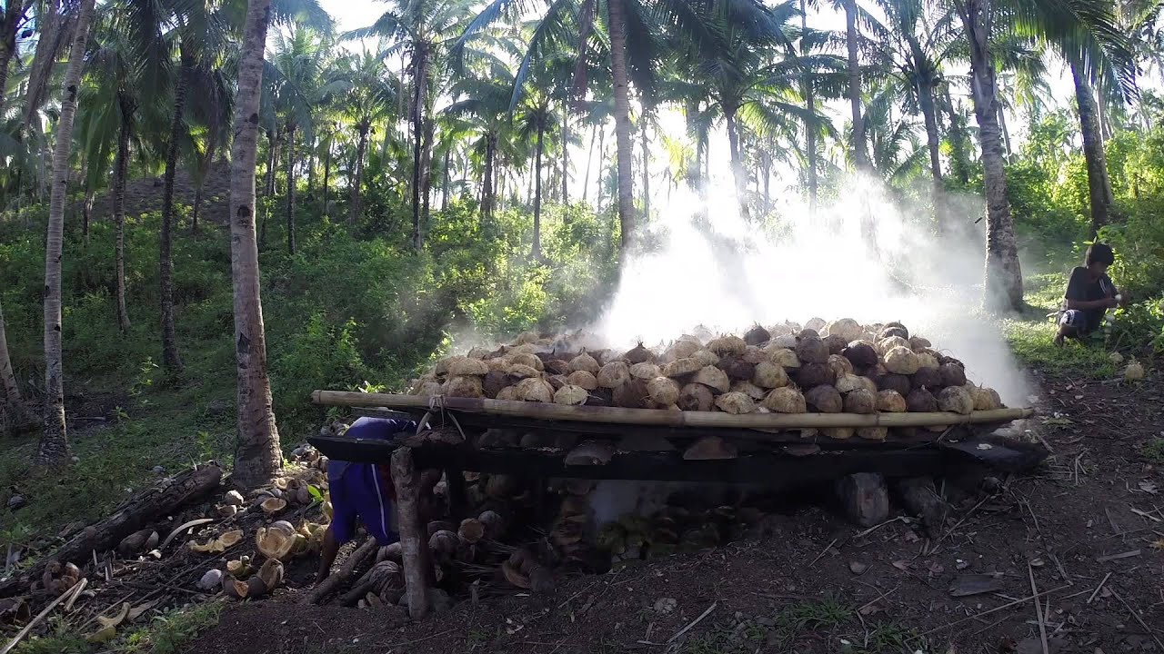 Coconut harvesting in the Philippines.