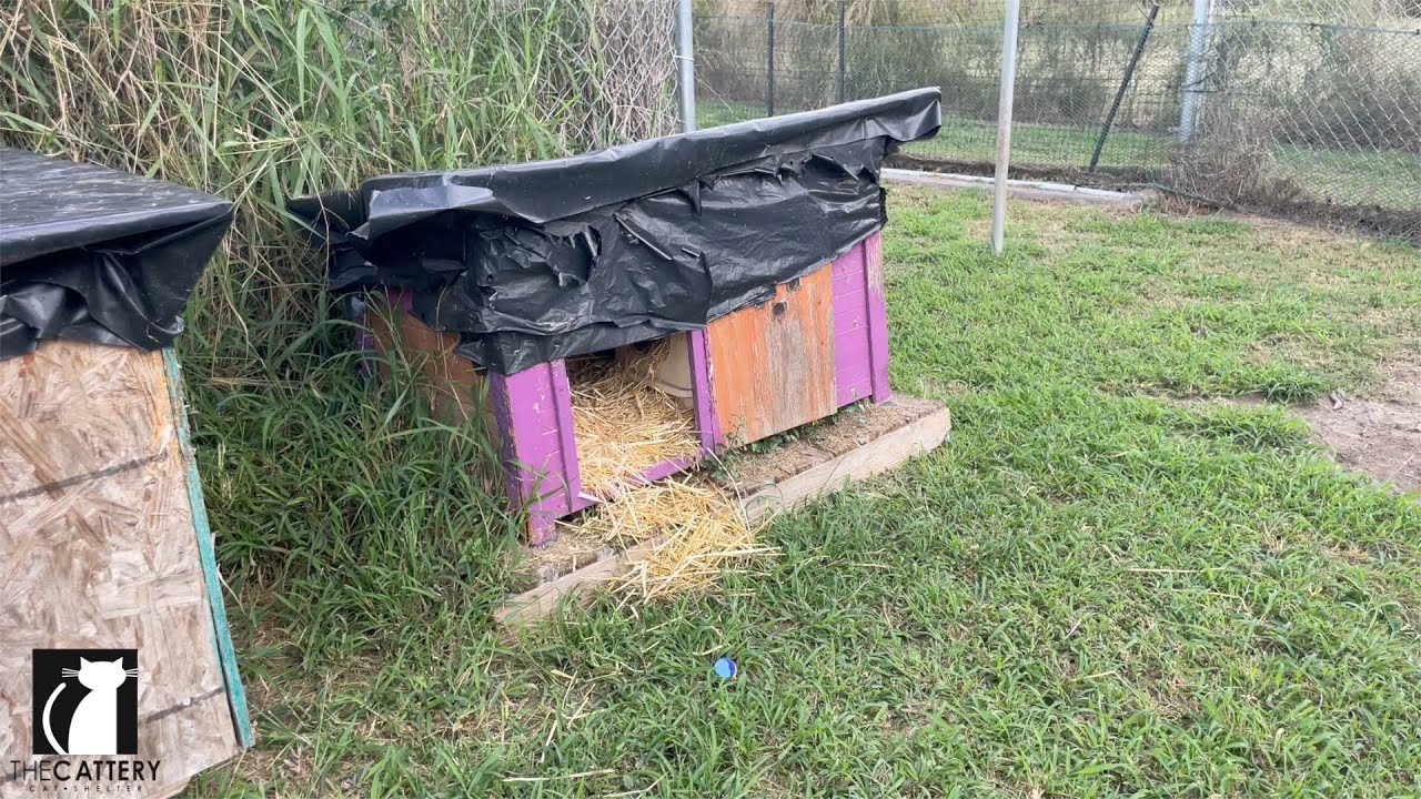 Winter Care For Stray Cats