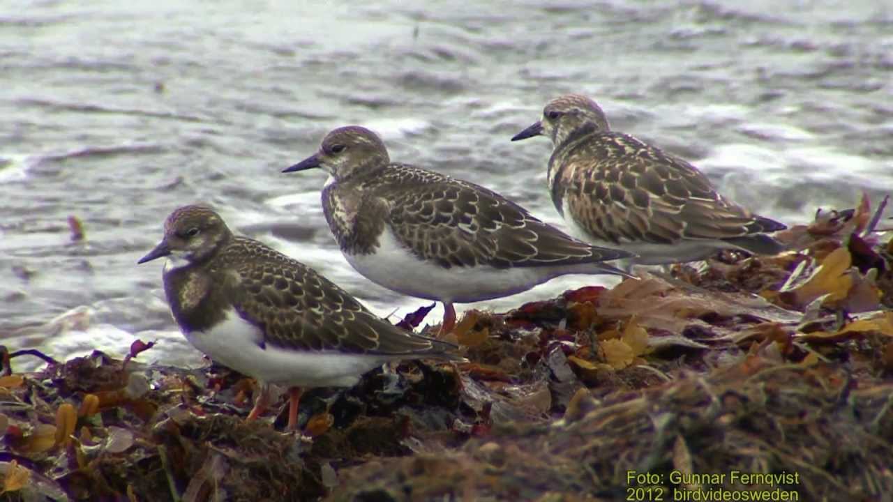 ROSKARL  Ruddy Turnstone  (Arenaria interpres)  Klipp - 807