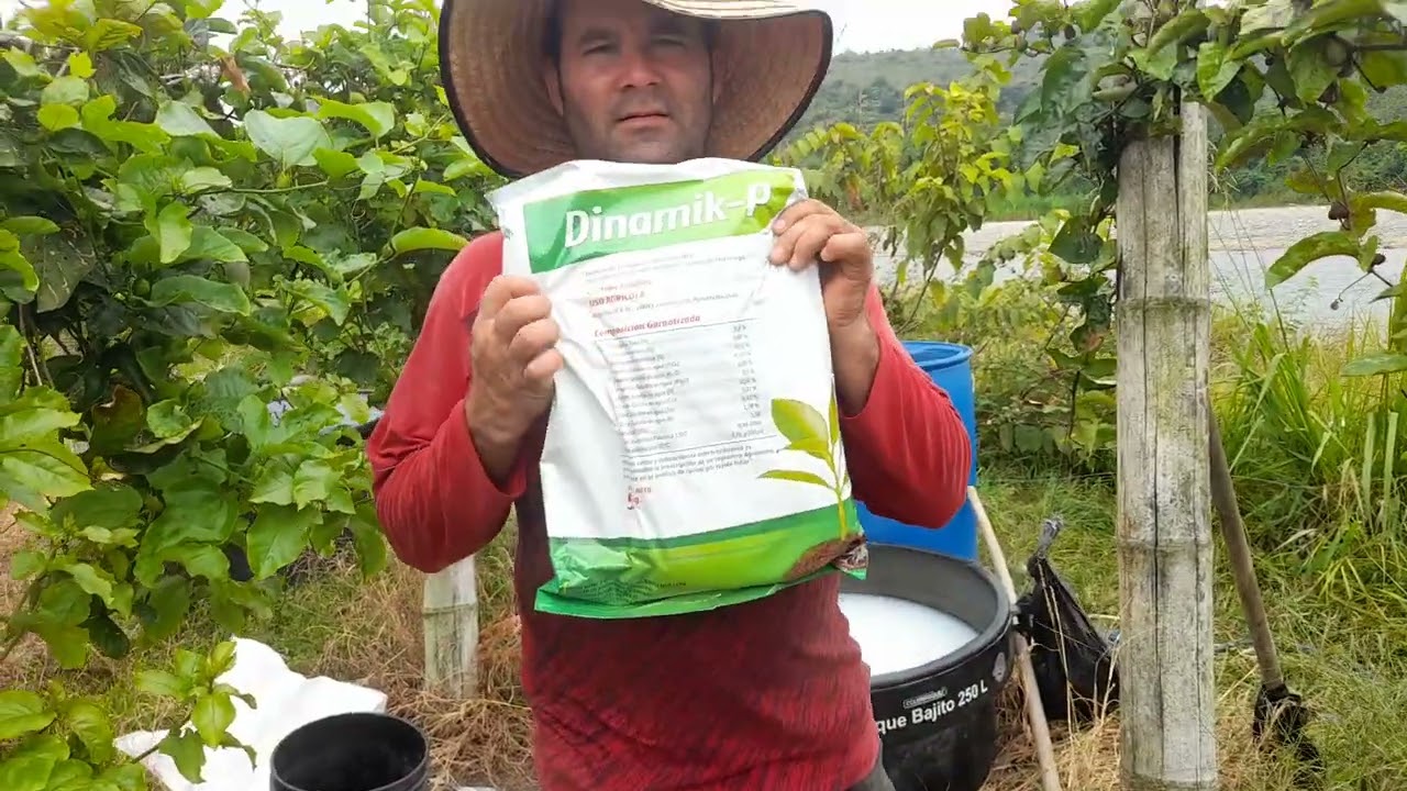 Fertilizando el cultivo de maracuya.