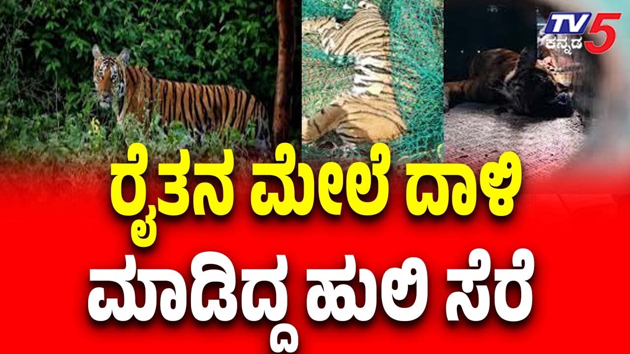 Tiger Caught In Mysore | ರೈತನ ಮೇಲೆ ದಾಳಿ ಮಾಡಿದ್ದ ಹುಲಿ ಸೆರೆ | Tv5 Kannada