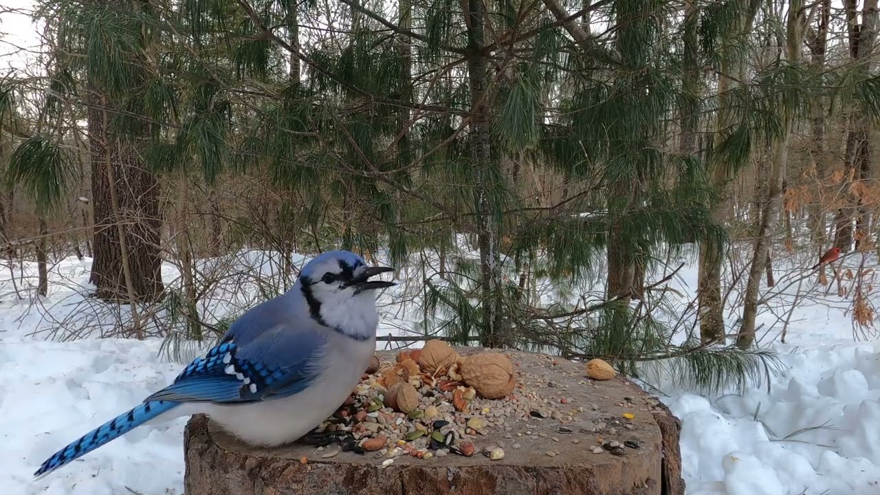 Blue Jays