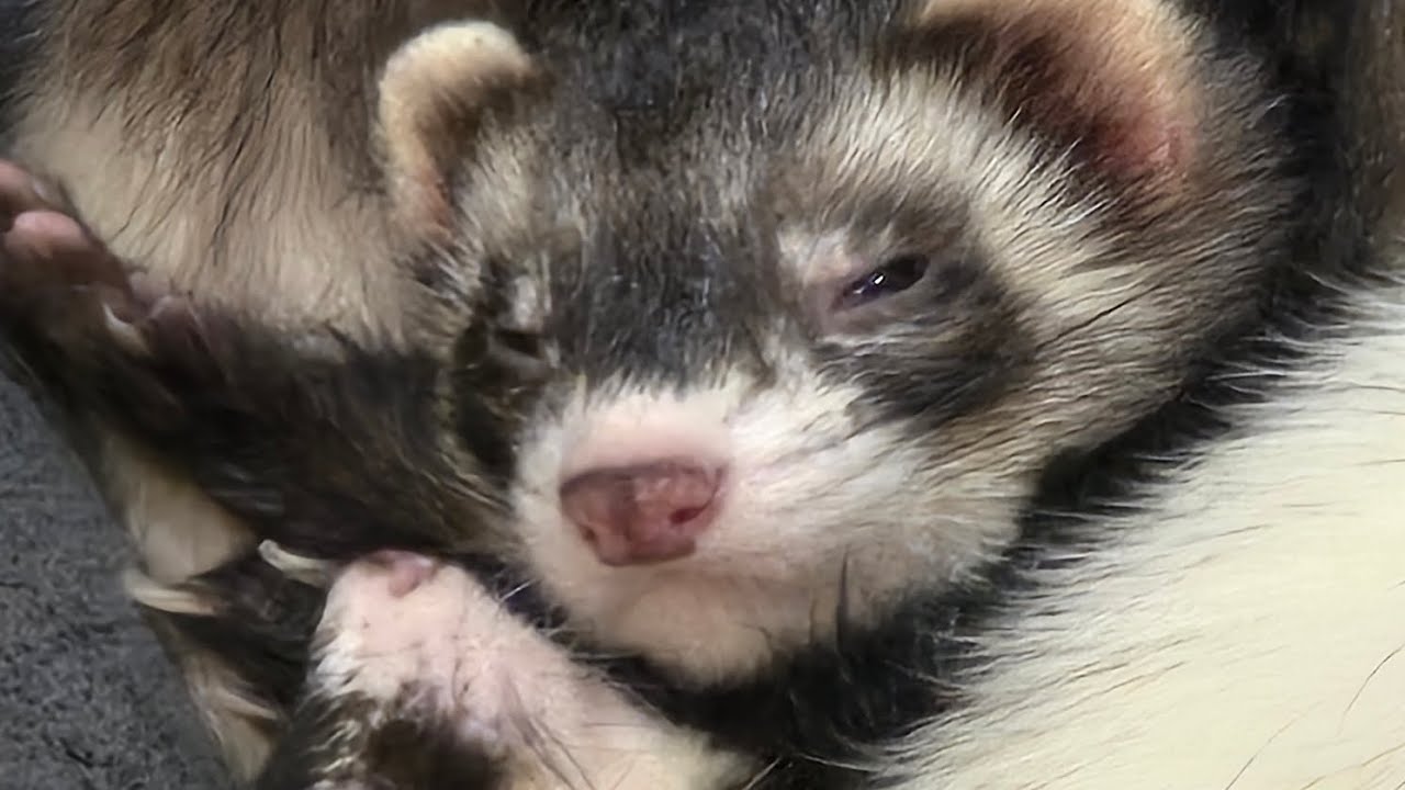 Meet The Fang Gang (Cute Ferrets)