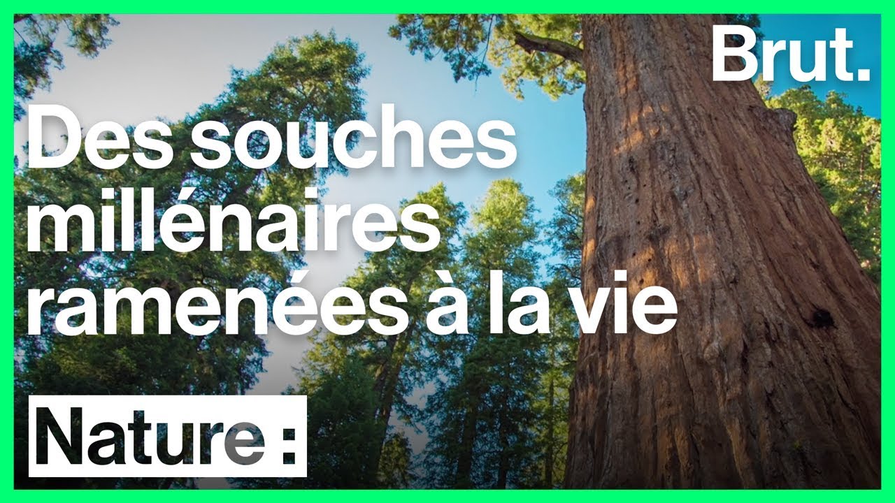 Ces souches mill&eacute;naires sont revenues &agrave; la vie