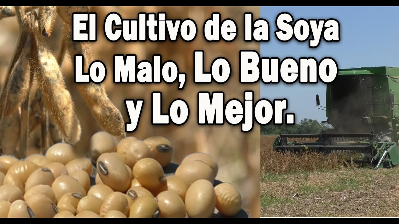 EL CULTIVO DE LA SOYA  LO MALO, LO BUENO Y LO MEJOR .