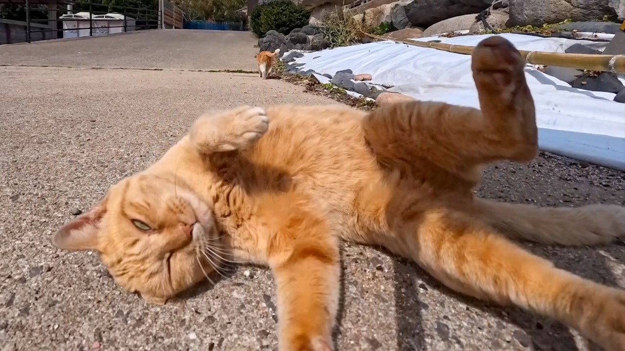 猫島のフェリー降りてすぐに出会った猫たちがかわいすぎた