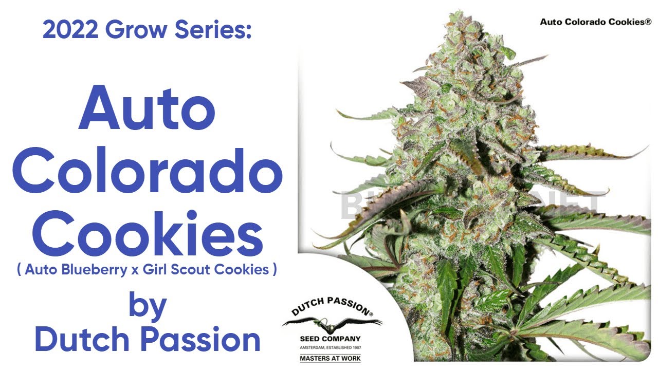 Auto Colorado Cookies - Ep. 2 - Germination and Seedling Stage