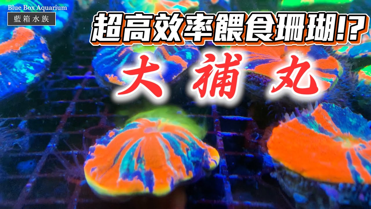 【藍箱水族】如何餵食珊瑚？！超高效率大補丸製作！
