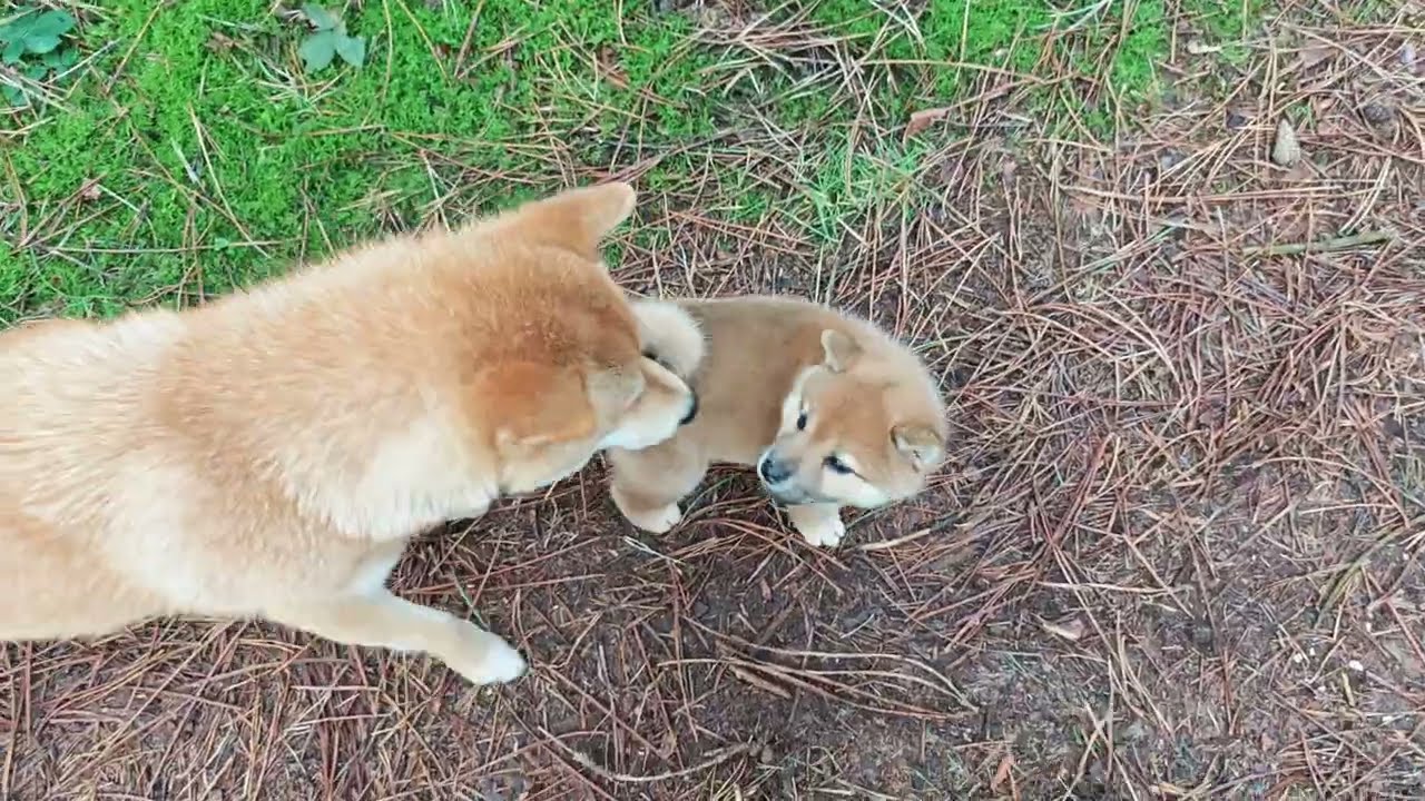 Day 49: Meeting more Shiba's. 