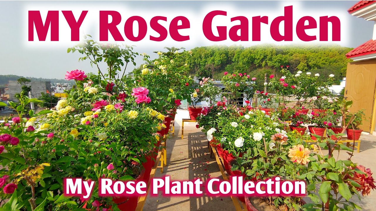 My Rose Garden Overview | My Rose Plant Collection गुलाब की हर वैरायटी यहां मिल जायेगी | Rose Garden