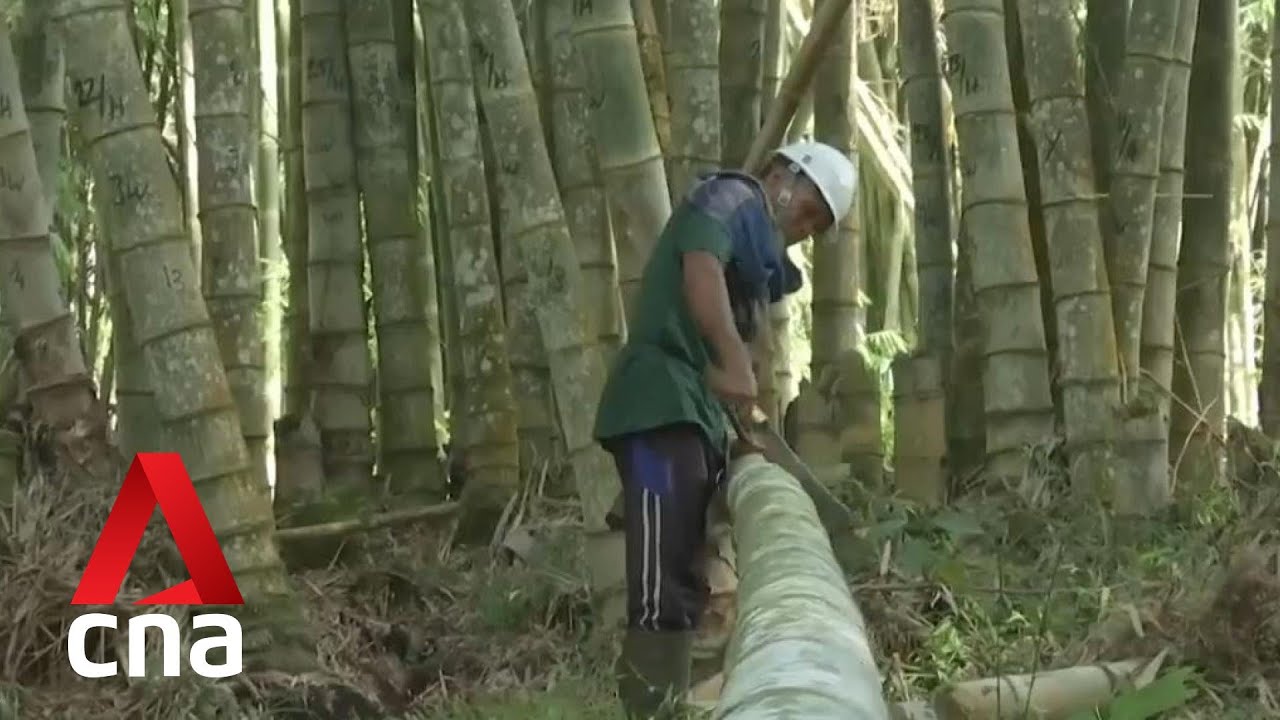 Indonesia plans for ways to use bamboo to mitigate climate change effects