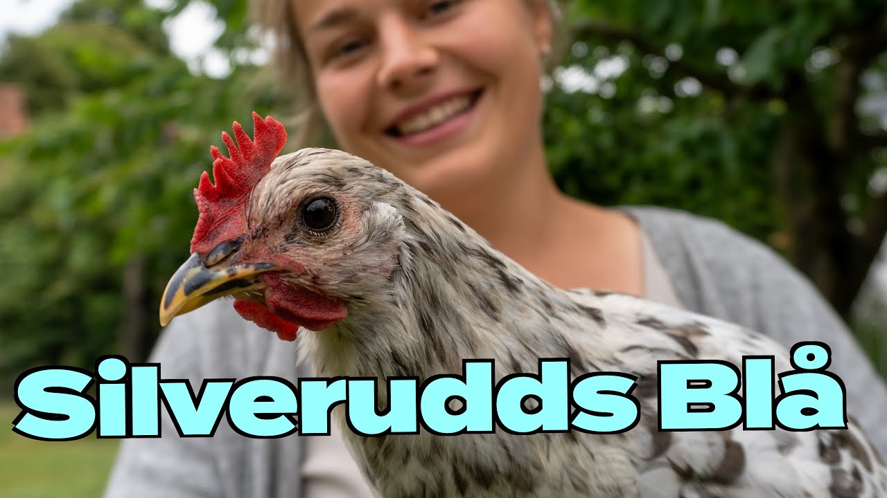 Silverudds Blå: Familienfreundliche Hühnerrasse, Geheimtipp mit blau-grünen Eiern 220+/a