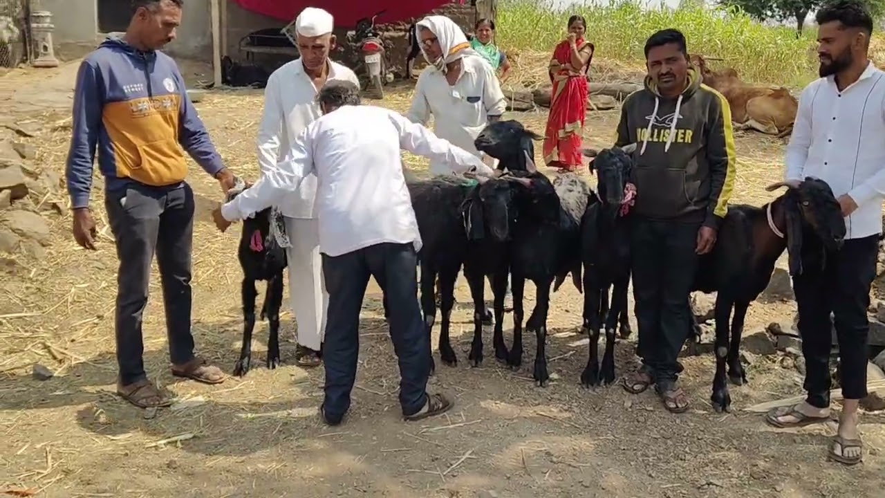 आमचयाकडे काठेवाडी शेळ्या योग्य भावात मिळेल 