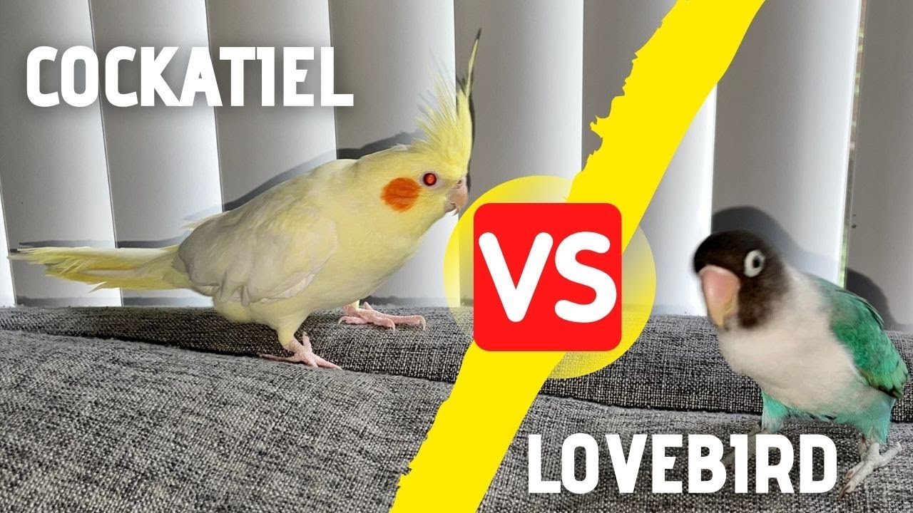 How a Lovebird will React if you bring a Cockatiel?