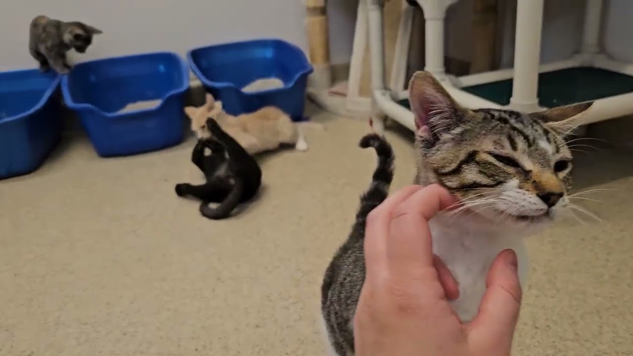 Shelter Kitten Oopsie Poopsie Attacks Former Foster While Her Brothers Battle in Background! [REAL]