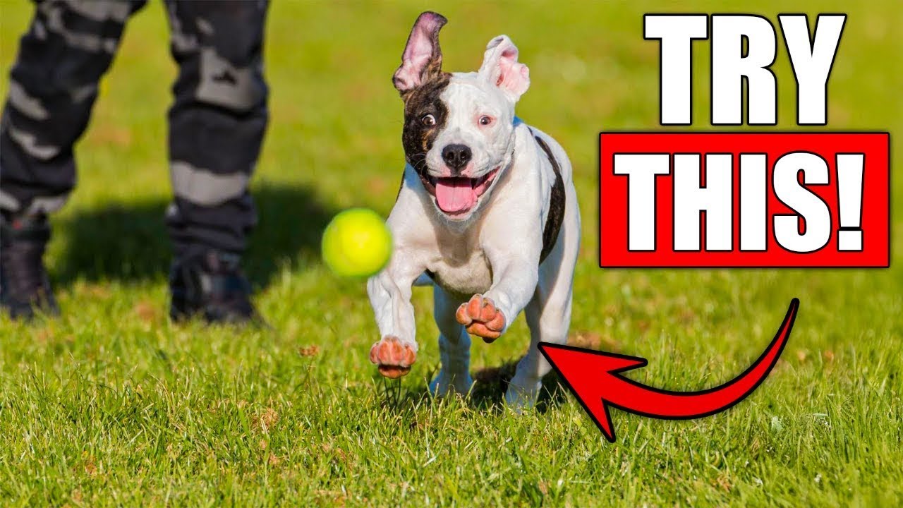 10 Smart Ways to Make Walks More Exciting for Your Dog