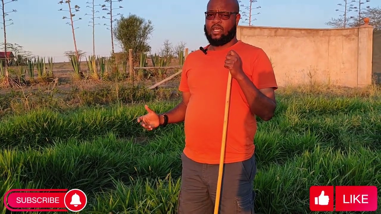 Sheep Feedlot Series: Part 3 - Feeds : +254702849400