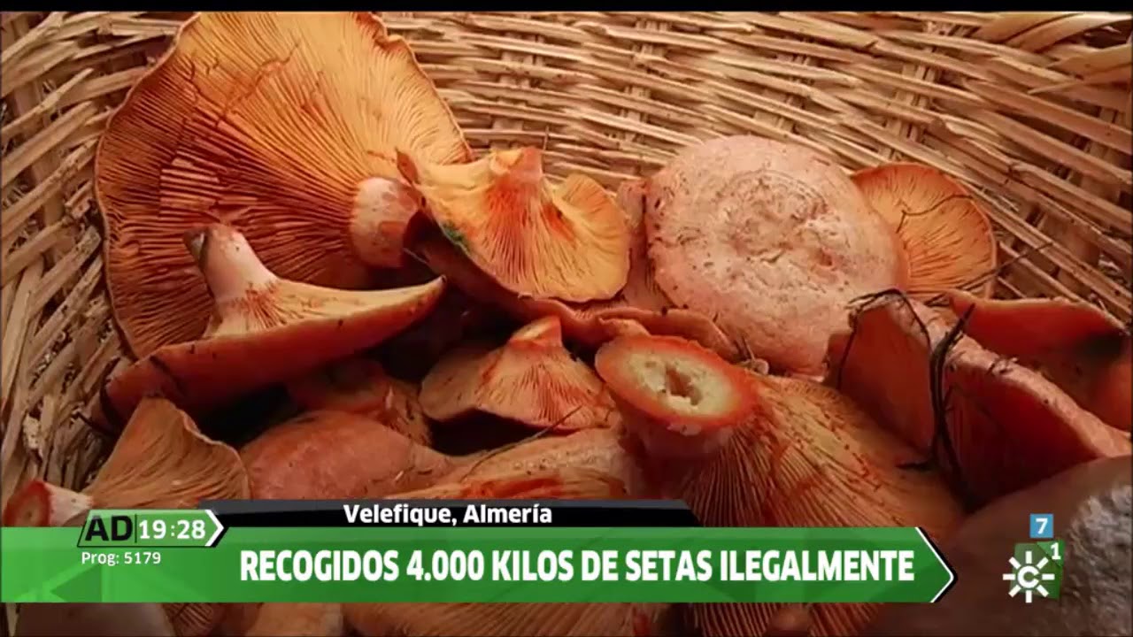 Recogiendo setas con Andalucía Directo