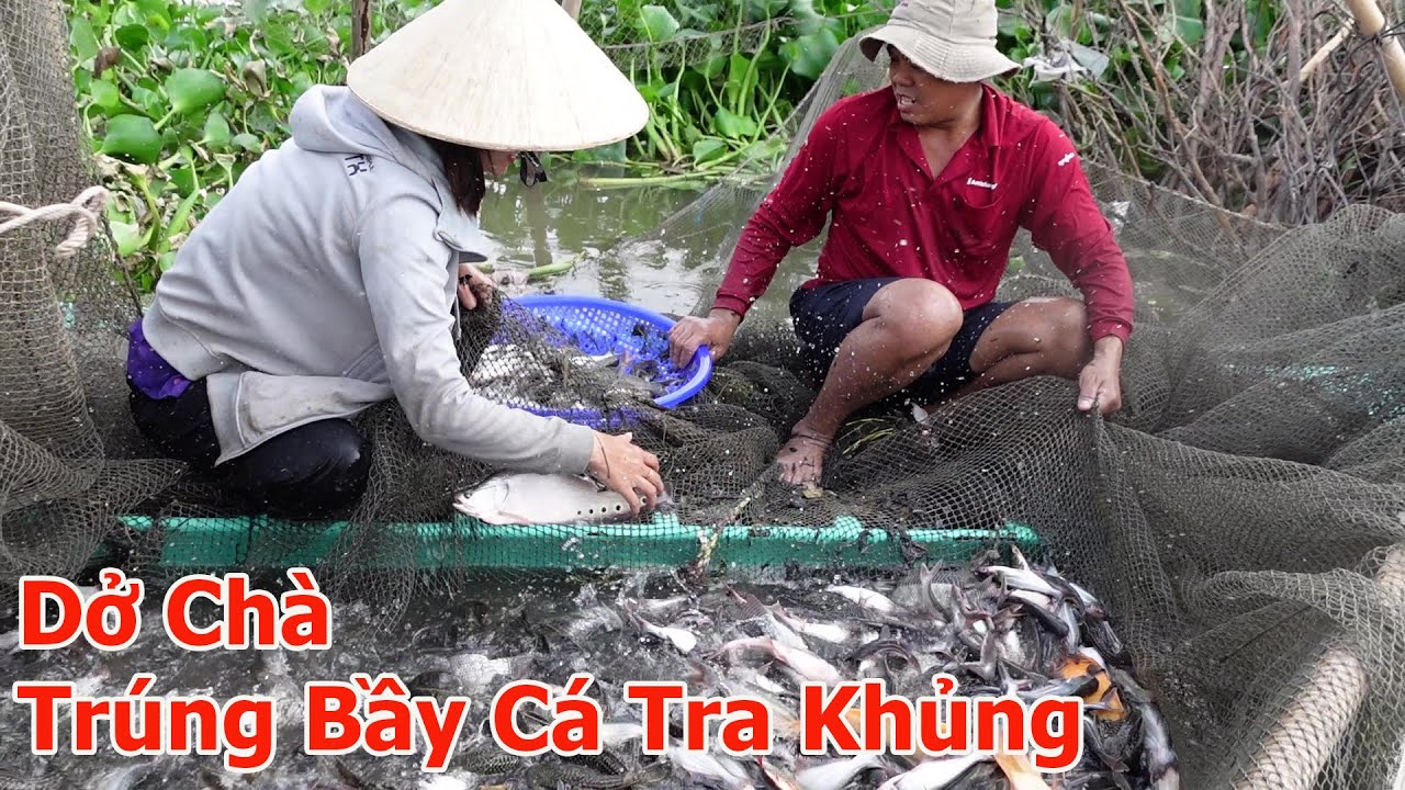 Mấy Cha Con Dở Chà Trúng Bầy Cá Tra Gần 200 Kí Được Khách Hàng Ra Tận Đồng Mua Cá | Hương Quê #734