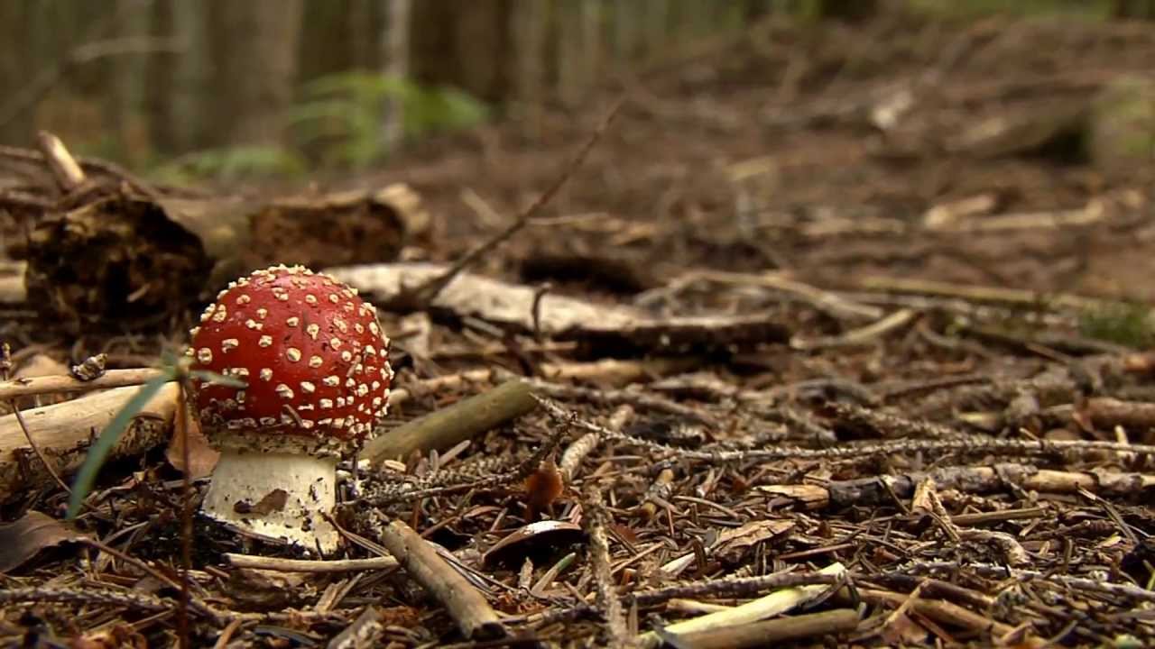 Funghi: una passione di Famiglia