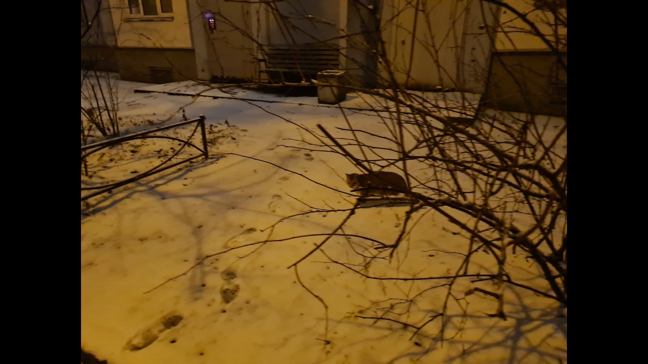 Стасёк и котики #35.