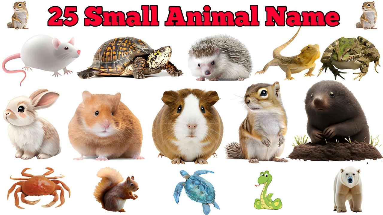 25 छोटे जीव जंतुओं के नाम | 25 SmallAnimals Name English to Hindi | जानवरों के नाम